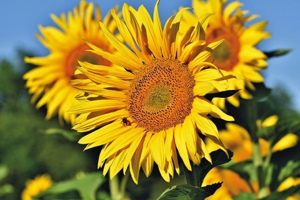 Sunflower 53e8d34342 640